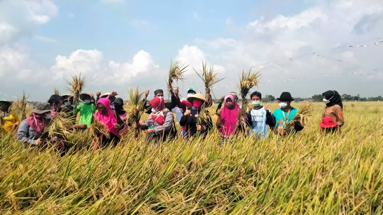 Panen Raya Padi Sukses Berkat Irigasi Baru